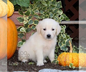 English Cream Golden Retriever Puppy for sale in QUARRYVILLE, PA, USA