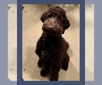 Small Photo #1 Goldendoodle Puppy For Sale in MILTON, FL, USA
