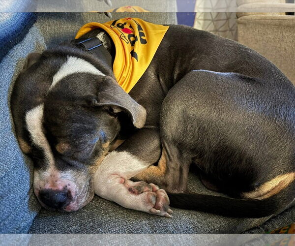 Medium Photo #8 American Pit Bull Terrier-Unknown Mix Puppy For Sale in Germantown, OH, USA