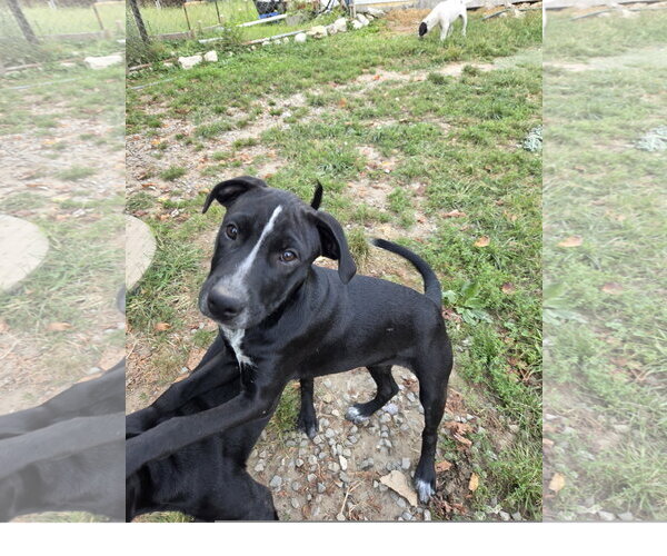 Medium Photo #2 Staffordshire Bull Terrier-Unknown Mix Puppy For Sale in Tracy City, TN, USA