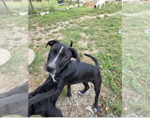 Skunky - Female Staffordshire Bull Terrier-Unknown Mix Dog for Adoption - Photo #2