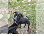 Small Photo #2 Staffordshire Bull Terrier-Unknown Mix Puppy For Sale in Tracy City, TN, USA