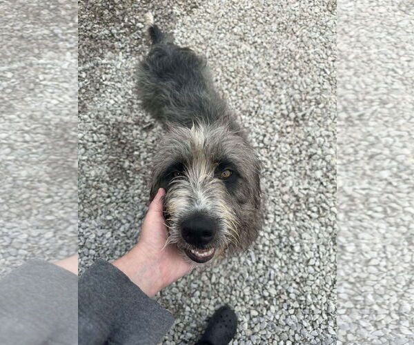 Medium Photo #3 Bearded Collie Puppy For Sale in Westwood, NJ, USA