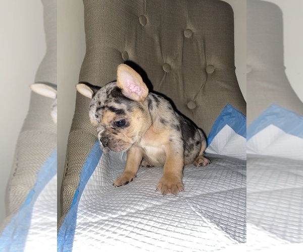 Medium Photo #4 French Bulldog Puppy For Sale in MONEE, IL, USA