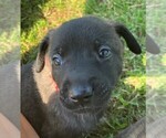 Puppy Red collar Dutch Shepherd Dog