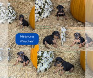 Miniature Pinscher Litter for sale in GOSHEN, IN, USA