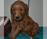 Small Photo #3 Goldendoodle-Poodle (Miniature) Mix Puppy For Sale in KINZERS, PA, USA