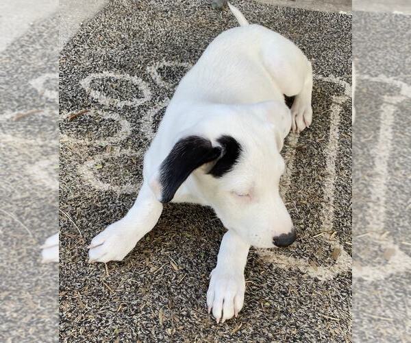 Medium Photo #7 Beagle-Unknown Mix Puppy For Sale in MIDWAY, UT, USA