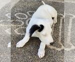 Small #6 Beagle Mix