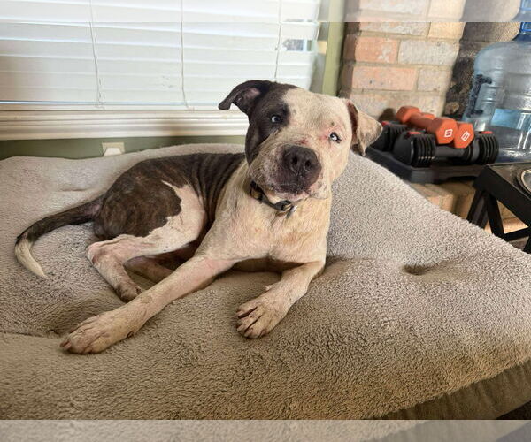Medium Photo #3 Staffordshire Bull Terrier-Unknown Mix Puppy For Sale in The Woodlands, TX, USA