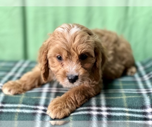 Medium Photo #5 Cavapoo Puppy For Sale in DUNDEE, OH, USA