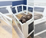 Small Labrador Retriever