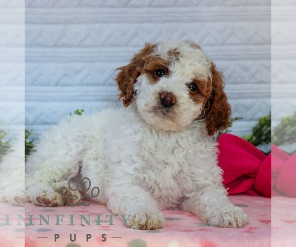 Medium Photo #6 Goldendoodle (Miniature) Puppy For Sale in LITITZ, PA, USA