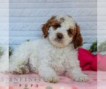 Small #5 Goldendoodle (Miniature)
