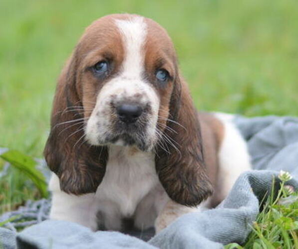 Medium Photo #10 Basset Hound Puppy For Sale in ORRVILLE, OH, USA