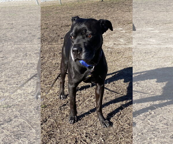 Medium Photo #2 Labrador Retriever-Unknown Mix Puppy For Sale in Virginia Beach, VA, USA