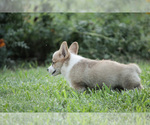Small Photo #15 Pembroke Welsh Corgi Puppy For Sale in ELKTON, KY, USA