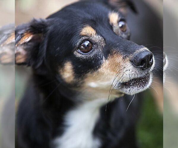 Medium Photo #7 Chilier Puppy For Sale in Arlington, WA, USA