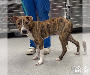 Flarry - Male Plott Hound-Unknown Mix Dog for Adoption - Photo #3