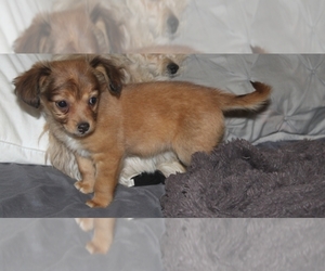 Chihuahua Puppy for sale in BLOOMINGTON, CA, USA
