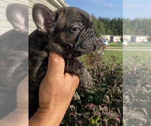 French Bulldog Puppy for sale in CLEVELAND, NC, USA