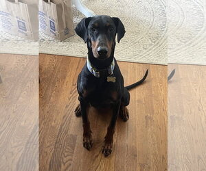 Anna - Female Doberman Pinscher Dog for Adoption - Photo #17