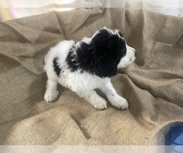 Medium Photo #3 Pyredoodle Puppy For Sale in CHANDLER HEIGHTS, AZ, USA