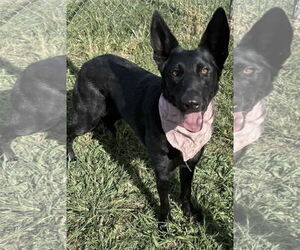 German Shepherd Dog Dogs for adoption in Kankakee, IL, USA