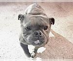 Small French Bulldog
