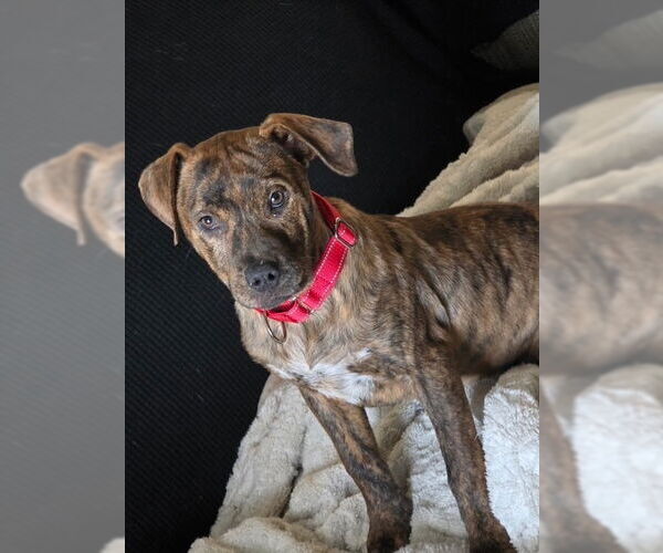 Medium Photo #11 American Staffordshire Terrier-Labrador Retriever Mix Puppy For Sale in Brewster, NY, USA