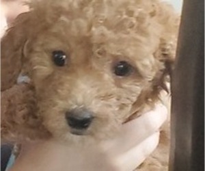 Cavapoo Puppy for sale in BEAVER FALLS, PA, USA