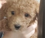 Small Photo #1 Cavapoo Puppy For Sale in BEAVER FALLS, PA, USA