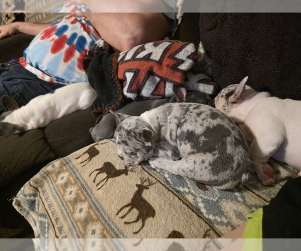 Medium Photo #46 French Bulldog Puppy For Sale in ASHLAND, OH, USA