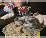 Small #3 French Bulldog