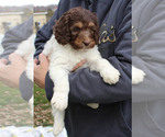 Small Photo #12 German Shorthaired Pointer-Poodle (Standard) Mix Puppy For Sale in WHITE POST, VA, USA