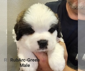 Saint Bernard Puppy for Sale in BERESFORD, South Dakota USA
