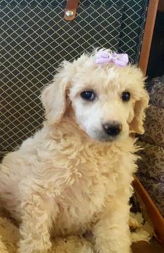 Medium Photo #1 Poodle (Standard) Puppy For Sale in PALO CEDRO, CA, USA