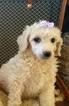 Small Photo #1 Poodle (Standard) Puppy For Sale in PALO CEDRO, CA, USA