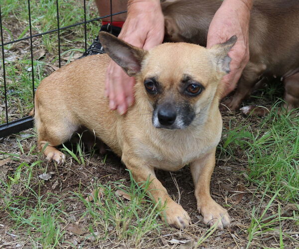 Medium Photo #1 Chug Puppy For Sale in Bandera, TX, USA