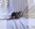 Small Photo #16 French Bulldog Puppy For Sale in NORTH MYRTLE BEACH, SC, USA