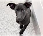 Small #2 Labrador Retriever