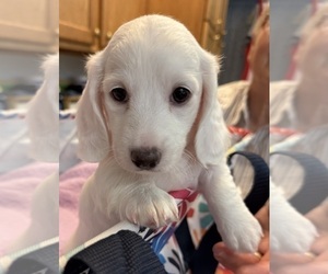 Dachshund Puppy for Sale in ASHLAND, Nebraska USA