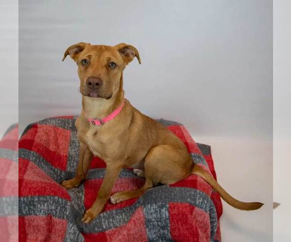 Medium Photo #4 Mutt Puppy For Sale in Kennesaw, GA, USA