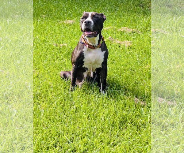 Medium Photo #1 American Pit Bull Terrier-Unknown Mix Puppy For Sale in Princeton, MN, USA
