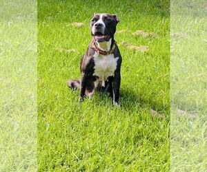 American Pit Bull Terrier-Unknown Mix Dogs for adoption in Princeton, MN, USA