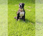 Small American Pit Bull Terrier Mix