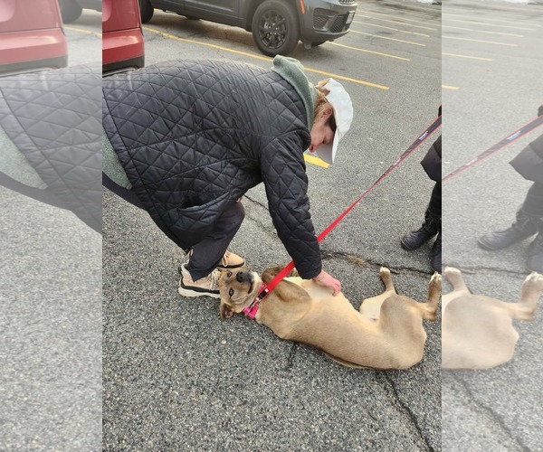 Medium Photo #5 Mutt Puppy For Sale in Woodbury, NY, USA