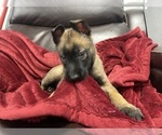 Small Photo #43 Belgian Malinois Puppy For Sale in REESEVILLE, WI, USA