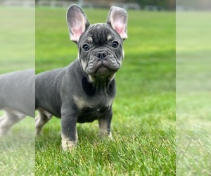 French Bulldog Puppy for sale in FEDERAL WAY, WA, USA