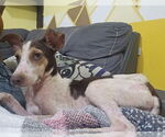 Small #4 Mutt